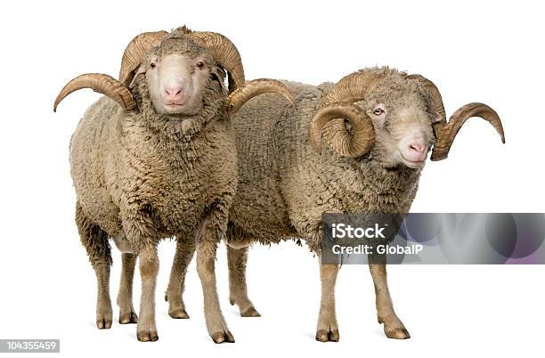 Photo libre de droit de Vue De Face De Deux Moutons Mérinos Darles Les Rams Et Debout banque d'images et plus d'images libres de droit de Fond blanc