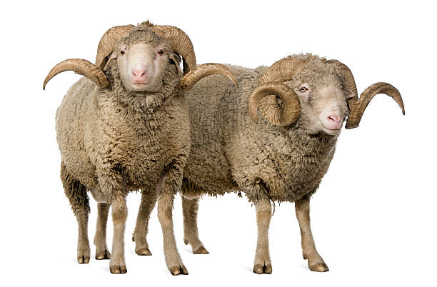 istock Front view of Two Arles Merino sheep, rams, standing. 104355459