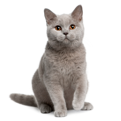 Front view of British shorthair cat, 7 months old, sitting.