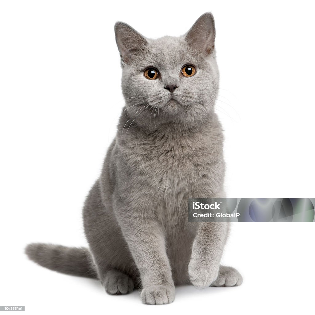 Front view of British shorthair cat, 7 months old, sitting.  Domestic Cat Stock Photo
