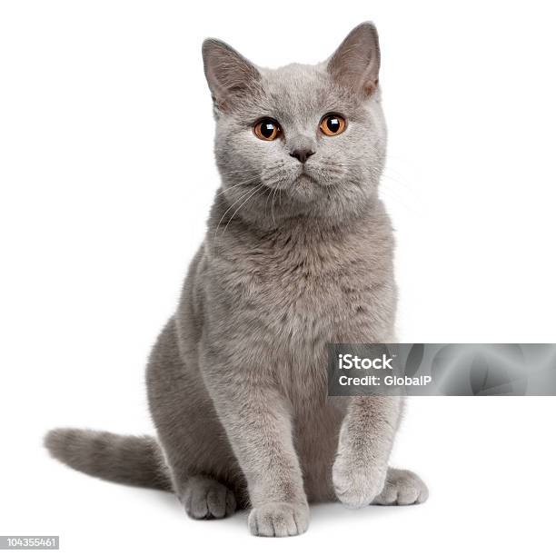 Front View Of British Shorthair Cat 7 Months Old Sitting Stock Photo - Download Image Now
