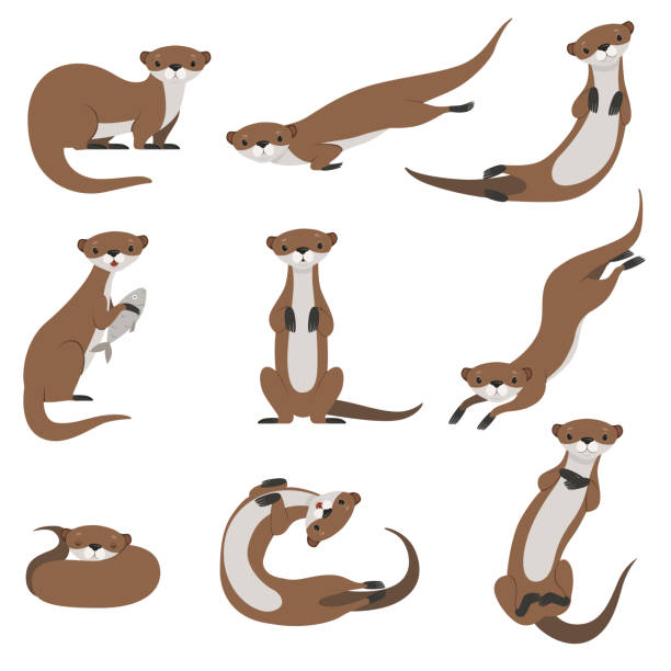 Cute otter set, funny animal character in various poses vector Illustration on a white background Cute otter set, funny animal character in various poses vector Illustration isolated on a white background. zoology stock illustrations