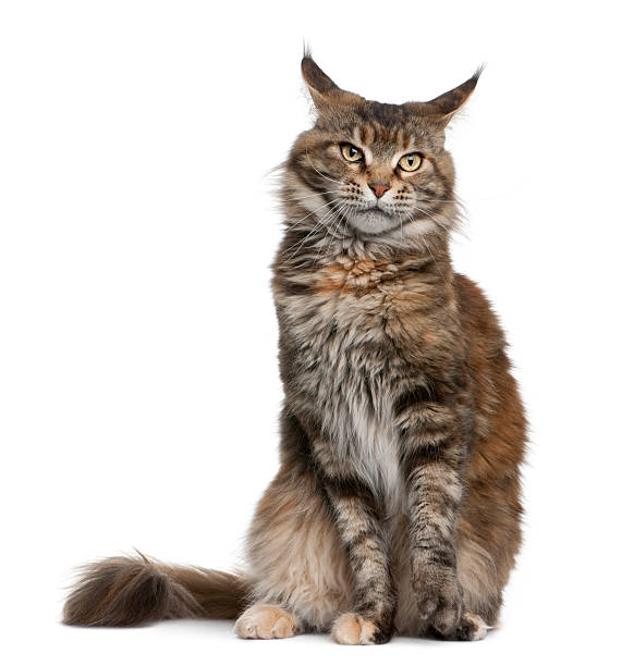 istock Front view of Maine coon cat, 3 years old, sitting. 104355486