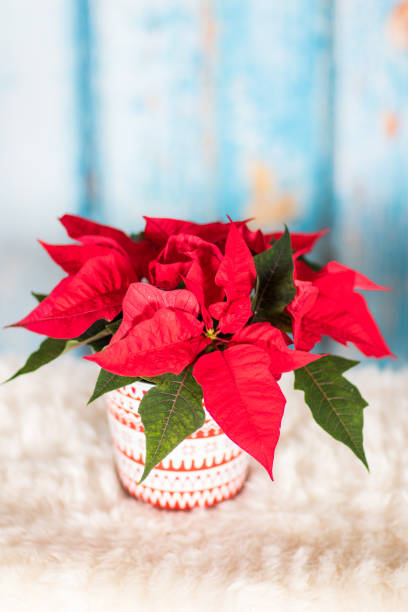 istock Red Poinsettia plant 1043557034
