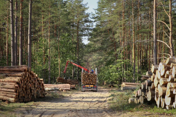 istock Timber harvesting and transportation in forest. 1043557840