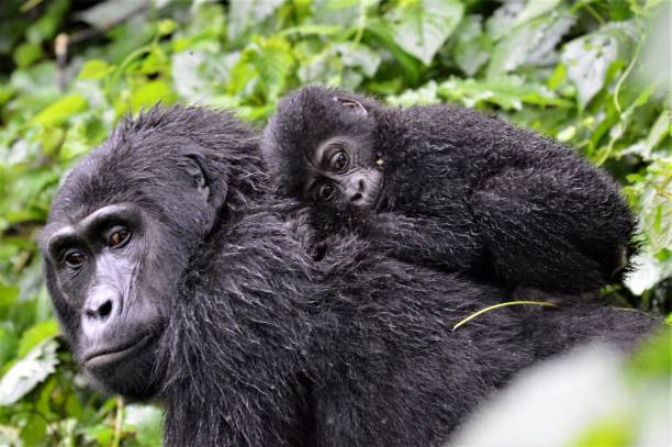 Baby Gorilla A baby mountain gorilla in Bwindi Impenetrable Forest, Uganda, clings to its mother amid the dense vegetation. It is one of only 1,000 of the endangered apes left in the world great ape photos stock pictures, royalty-free photos & images