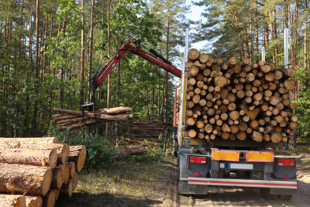 istock Timber harvesting and transportation in forest. 1043557912