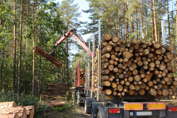 madera cosecha y transporte forestal. - lumber industry tree log tree trunk fotografías e imágenes de stock