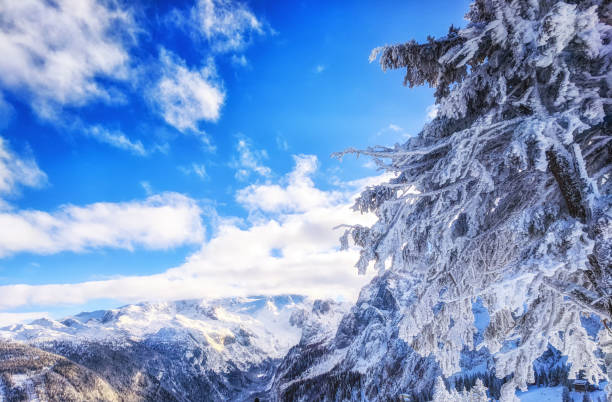 Landscape detail of Dachstein west Landscape detail of Dachstein west mountains with snowcapped pinetree. dachstein west photos stock pictures, royalty-free photos & images