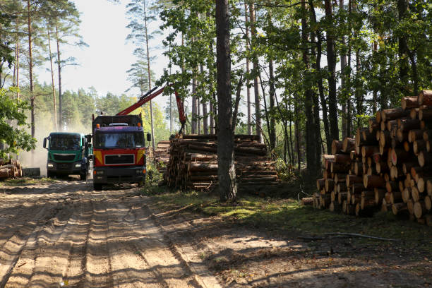 Transport of forest logging industry, forestry industry.
