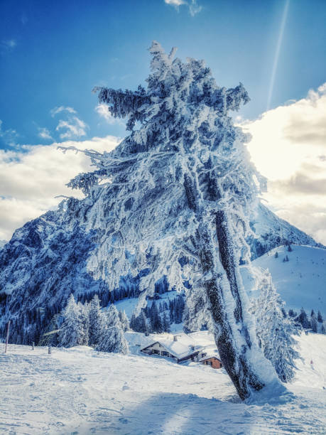 Landscape detail of Dachstein west Landscape detail of Dachstein west mountains with snowcapped pinetree. dachstein west photos stock pictures, royalty-free photos & images