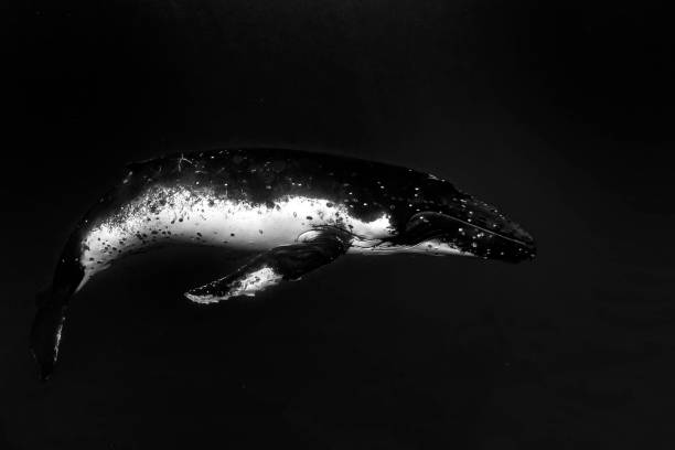 istock Humpback whale underwater in Moorea French Polynesia 1043561478