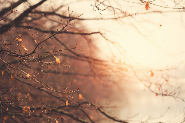 Raindrops in beautiful morning light