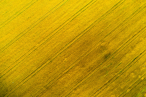 Yellow field aerial view. Agricultural field view from above. Harvest background. Autumn backdrop.