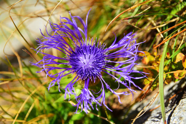 Blossom of mountain knapweed against a green background. Close-up of the flowering plant. Centaurea montana.