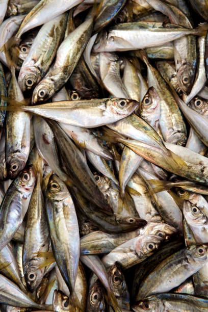 istock bluefin- mediterranean horse mackerel 1043572606