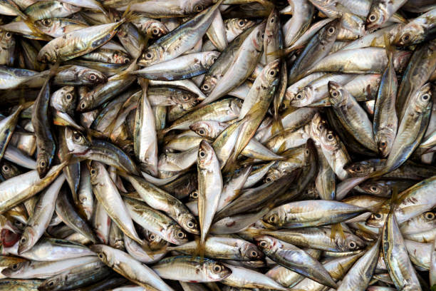 istock bluefin- mediterranean horse mackerel 1043573092