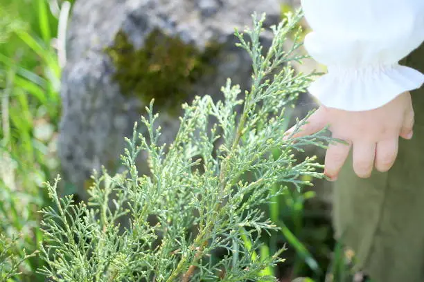 Little girl simulating holding a plant in the middle of the forest by the hand.