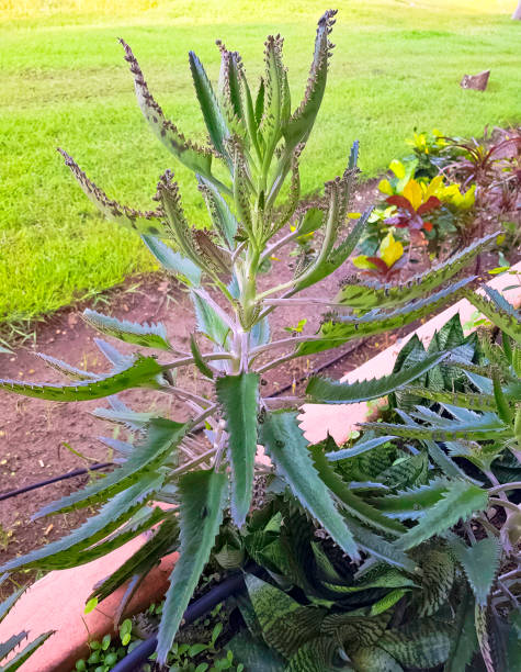 istock Bryophyllum daigremontianum in Varadero, Cuba 1043574412