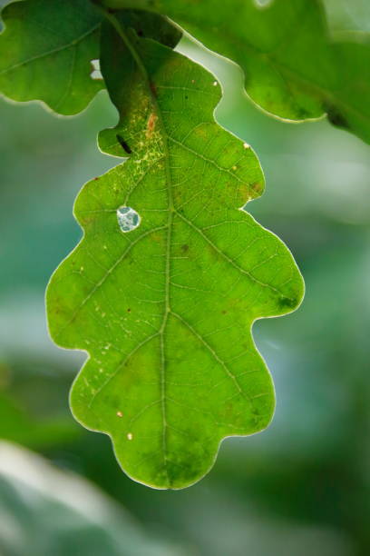 istock Single oak leaf in the sunshine 1043576718