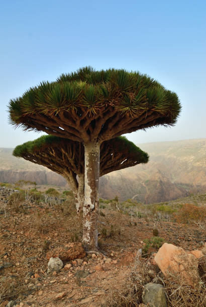 istock Dragon blood trees, Socotra, Yemen 1043577458