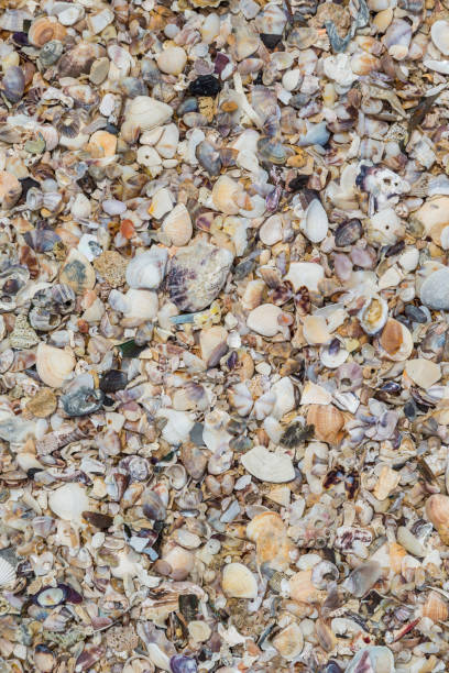 istock Seashells collection on the sand 1043580482