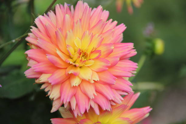 istock pink and yellow Dahlia 1043580754