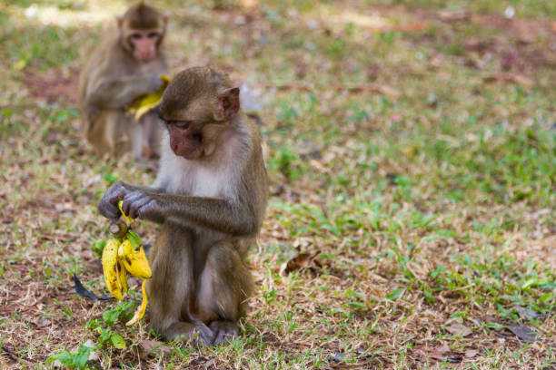 istock Baby monkey sits on grass and eats banana 1043580876