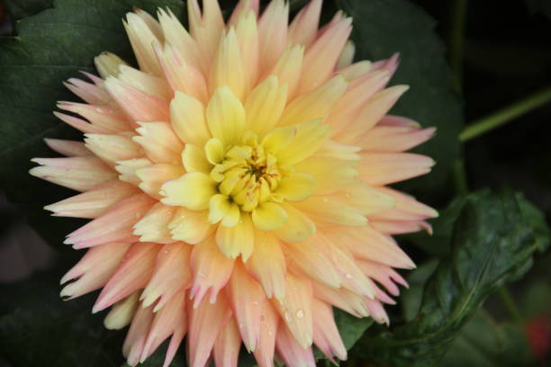 istock pink and yellow Dahlia 1043580898