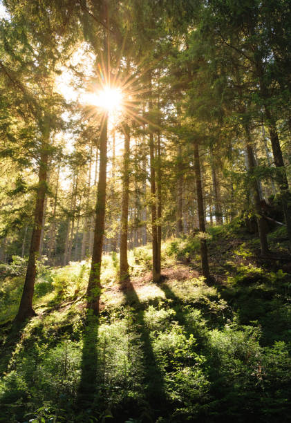 Sun shinning trough the forest stock photo