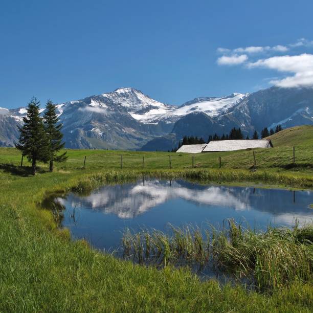 monte wildhorn reflejo en un estanque - wildhorn fotografías e imágenes de stock