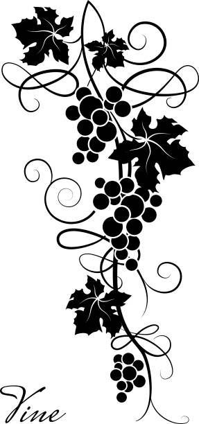 illustrations, cliparts, dessins animés et icônes de élément décoratif de la vigne sur un fond blanc. branche de raisin. - feuille de vigne