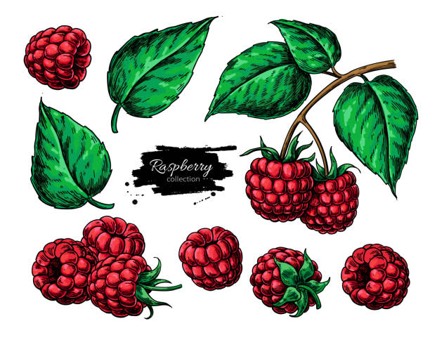 ilustrações de stock, clip art, desenhos animados e ícones de raspberry vector drawing. isolated berry branch sketch - framboesa