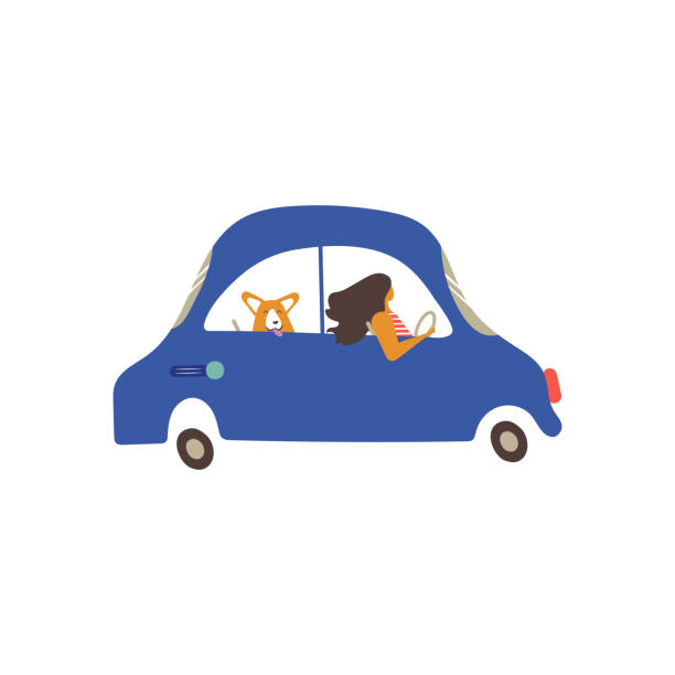 illustrazioni stock, clip art, cartoni animati e icone di tendenza di una donna con corgi in un'auto di famiglia sta per guidare lungo la strada. - dog car