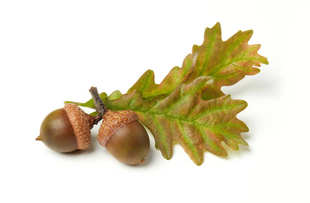 istock Acorns and oak leaves isolated on white 1043586432