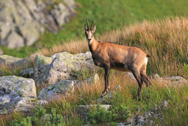 istock mountain goat in Tatras 1043593204
