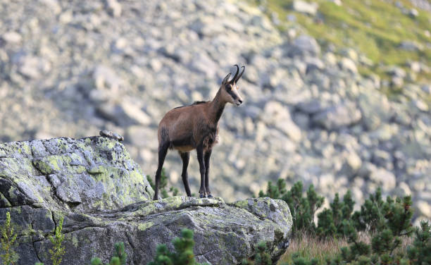 istock Wild mountain goat on stone 1043593270