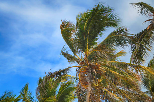 istock Beautiful tropical palm trees on blue sky background 1043593954