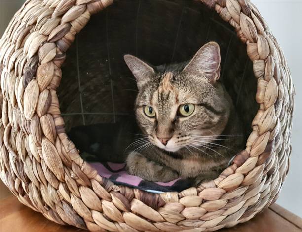 istock Close up of tabby cat laying inside wicker cat bed 1043601994