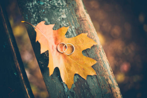 Two wedding rings on the autumn yellow leaf. Close up. stock photo