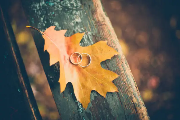 Photo of Two wedding rings on the autumn yellow leaf. Close up.