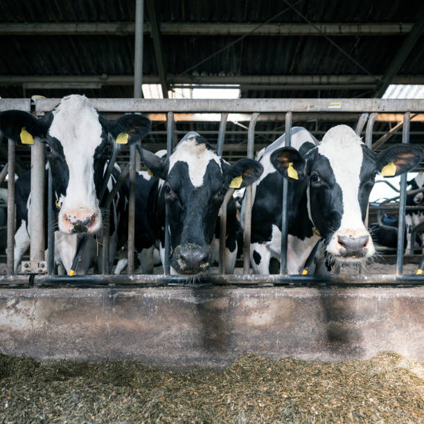 istock black and white holstein cows feed inside barn on dutch farm in holland 1043604738