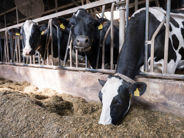 istock black and white holstein cows feed inside barn on dutch farm in holland 1043604750