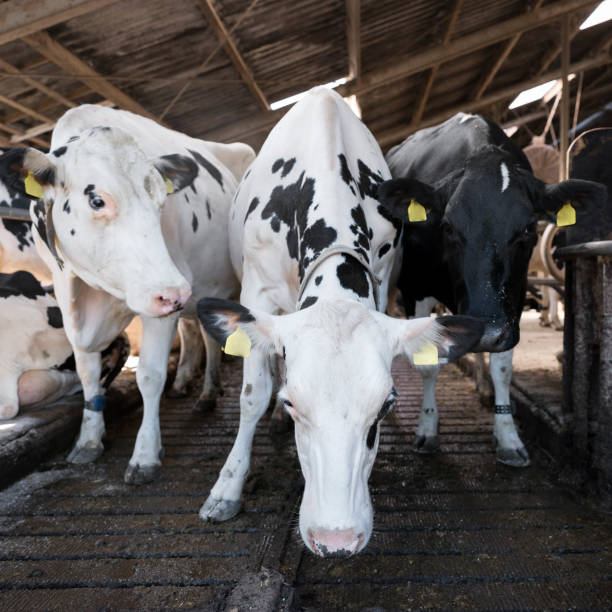 istock curious black and white holstein cows inside barn on dutch farm in holland 1043604754