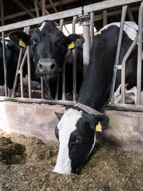 istock black and white holstein cows feed inside barn on dutch farm in holland 1043604760