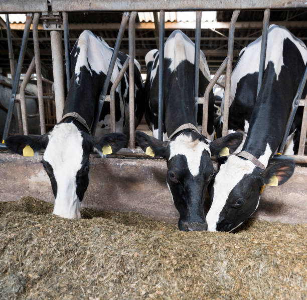 istock black and white holstein cows feed inside barn on dutch farm in holland 1043604766