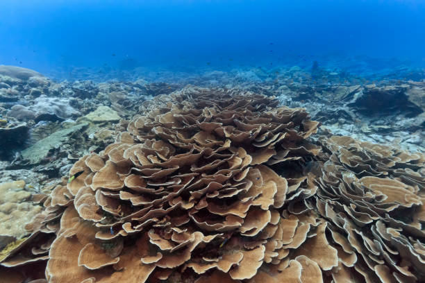 Palau Diving -  Cabbage coral Palau Diving -  Cabbage coral cabbage coral photos stock pictures, royalty-free photos & images