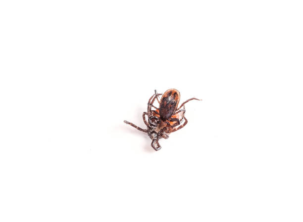 istock Ticks having sex 1043605520