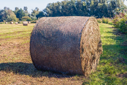 Large role of harvested hay in the foreground. The hay roll is wrapped with air-permeable mesh. The grassland is bordered by bushes and trees. It is a sunny day at the end of the Dutch summer season.