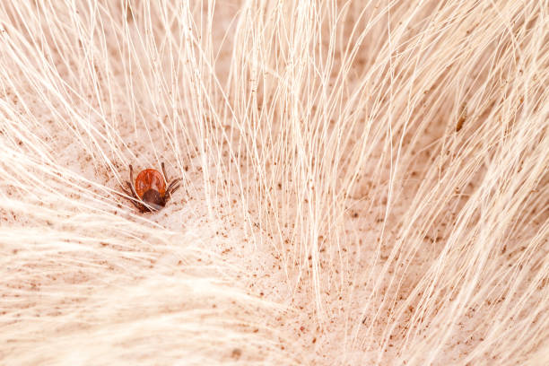 744 Ectoparasite Stock Photos, Pictures & Royalty-Free Images - iStock 744 Ectoparasite Stock Photos, Pictures & Royalty-Free Images - iStock